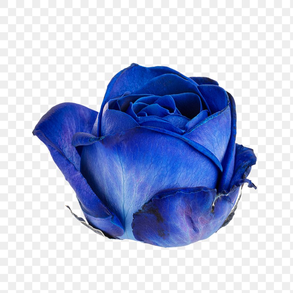 Blue rose flower transparent png