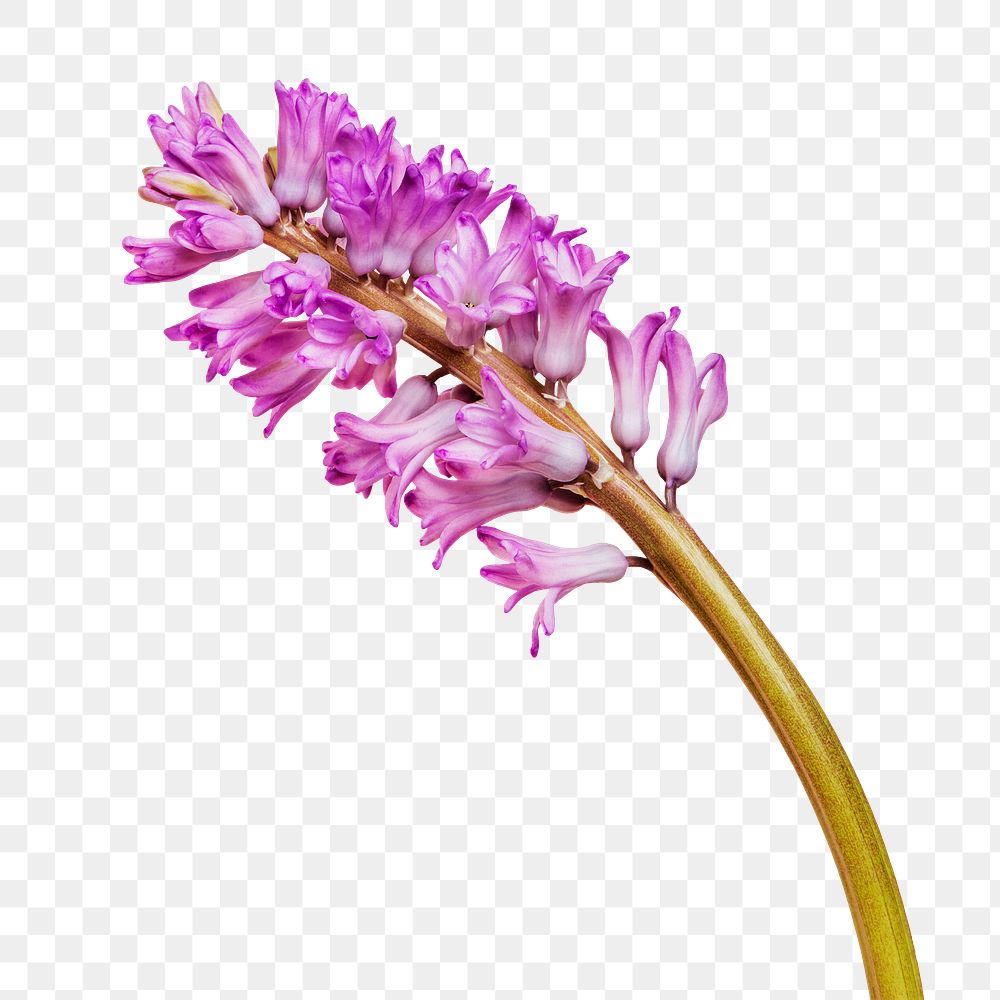 Fresh purple hyacinth flower transparent Premium PNG Sticker rawpixel