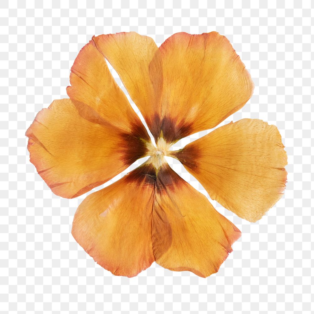 Dried yellow anemone flower