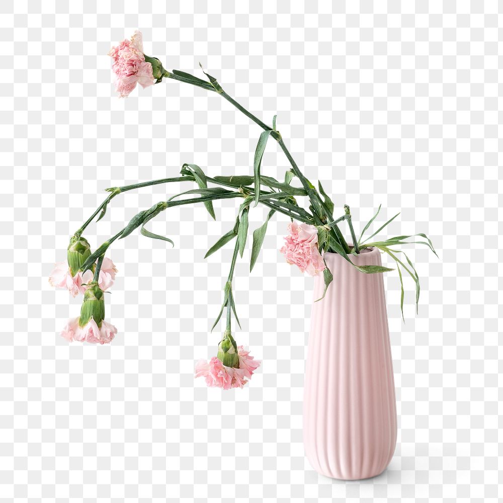 Withered pink carnation in a pink vase design element