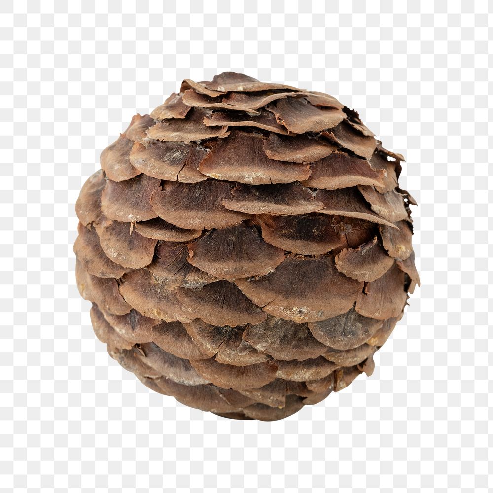 Closeup natural pincone design element