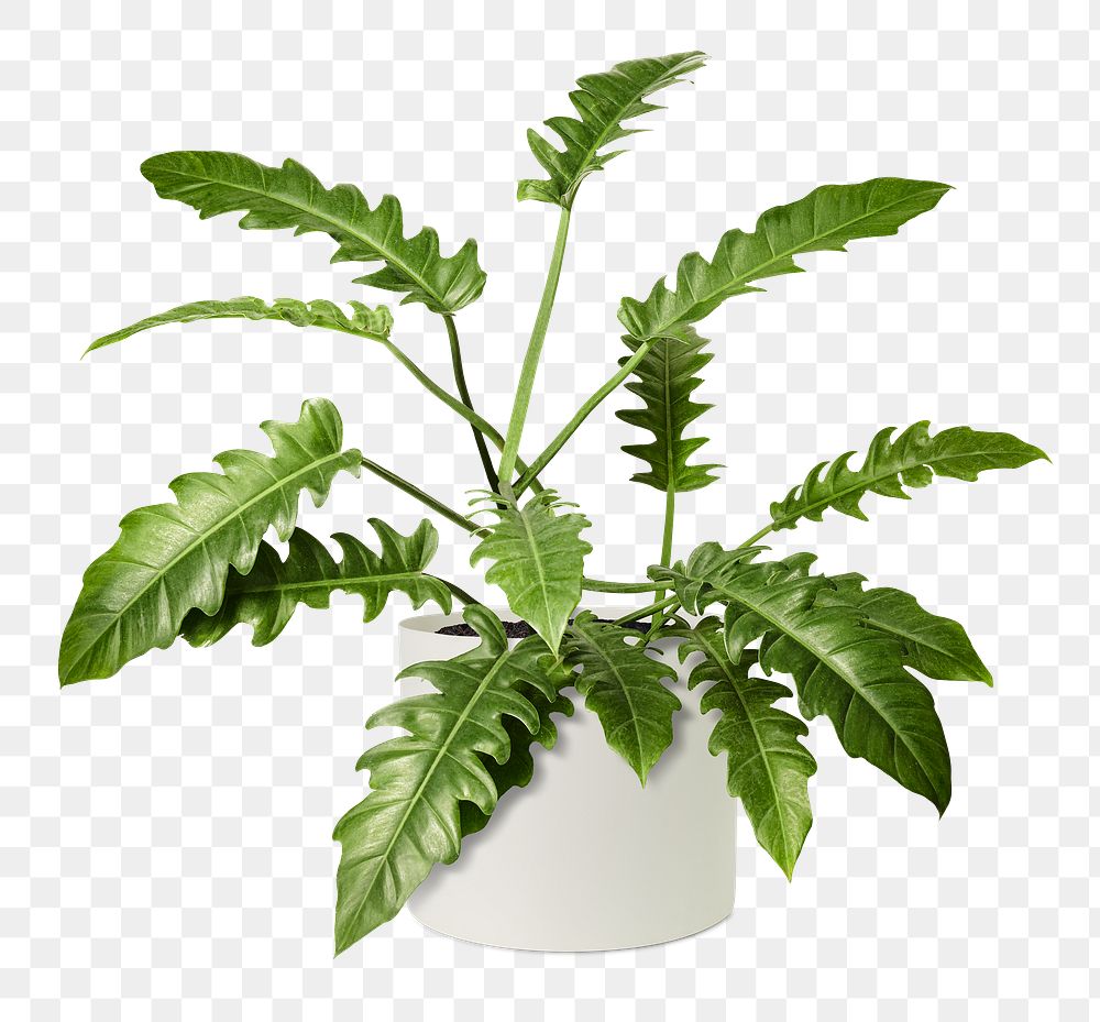 Philodendron xanadu png mockup in a ceramic pot