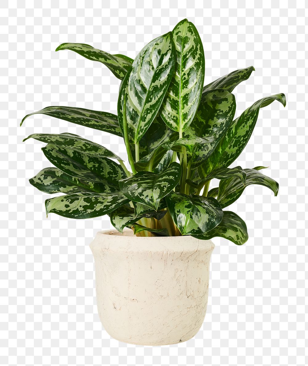 Chinese evergreen plant png mockup in a ceramic pot
