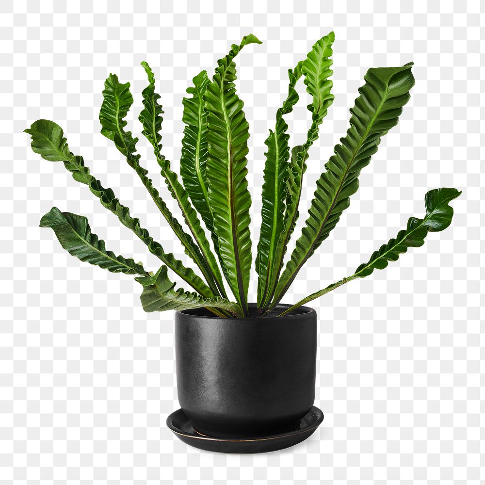 Bird's-nest fern png mockup