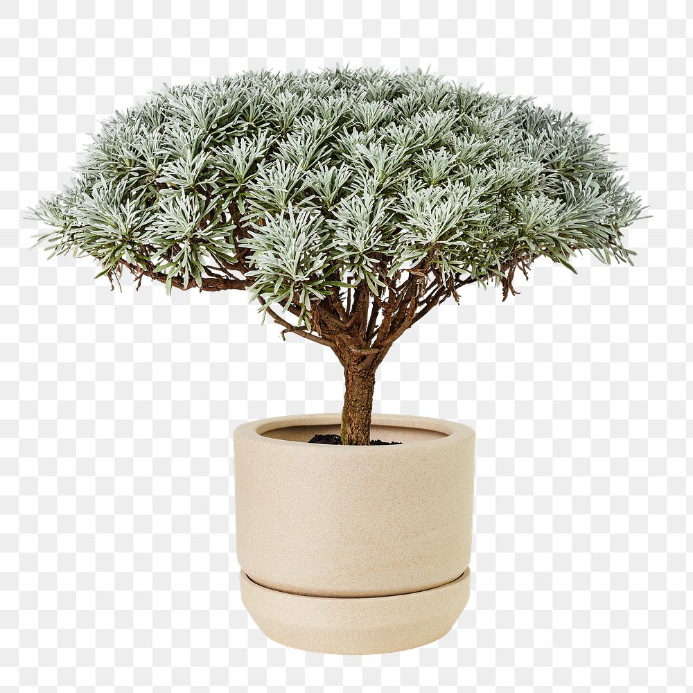 Crossostephium bonsai png plant mockup