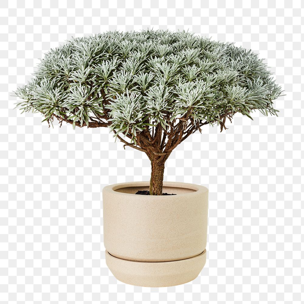 Crossostephium bonsai png plant mockup