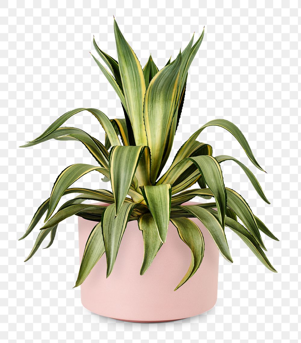 Agave png plant mockup in a ceramic pot