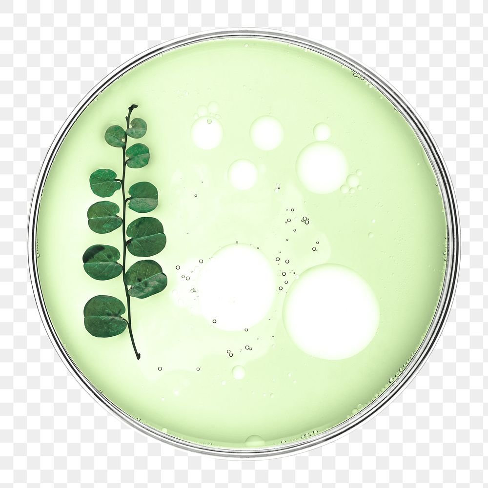 PNG leaf in petri dish organic spa product