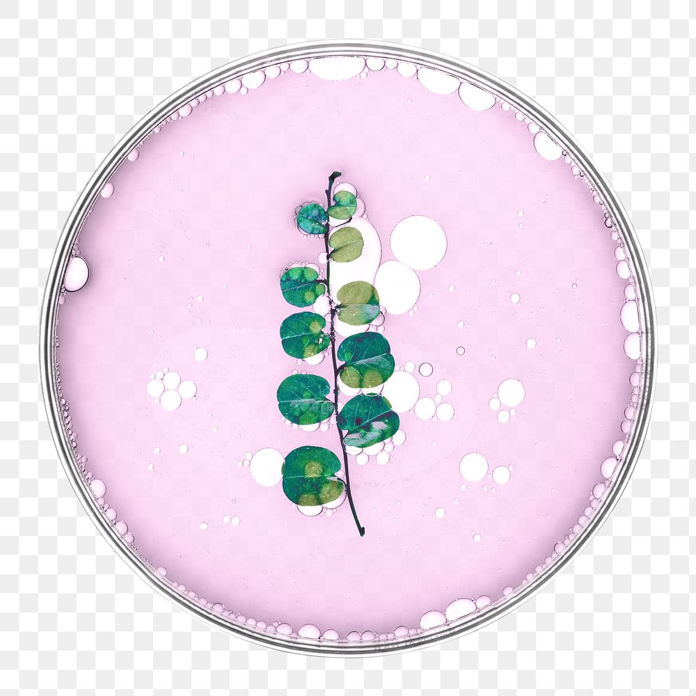 PNG leaf in petri dish natural product