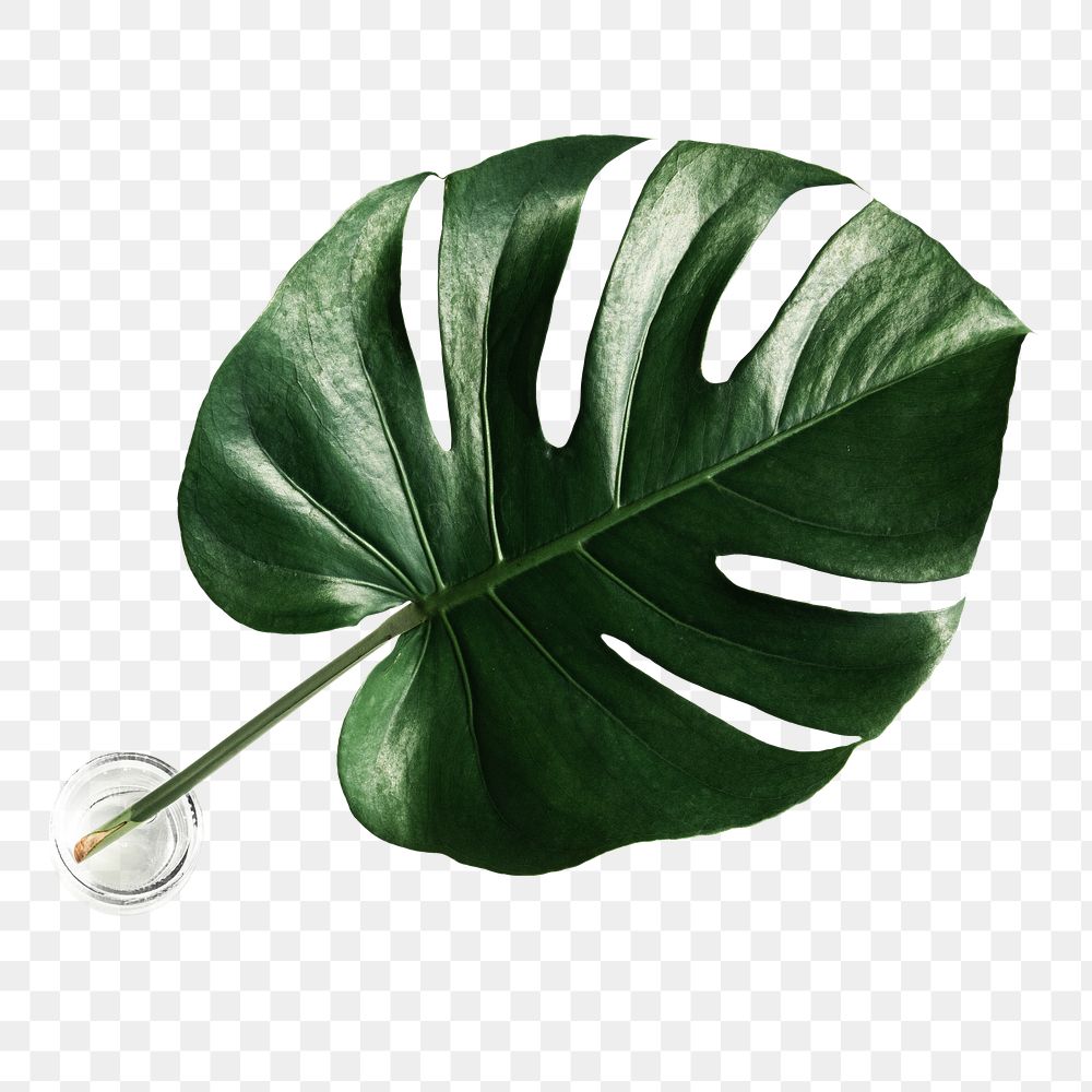 Split leaf philodendron, monstera plant | Premium PNG Sticker - rawpixel