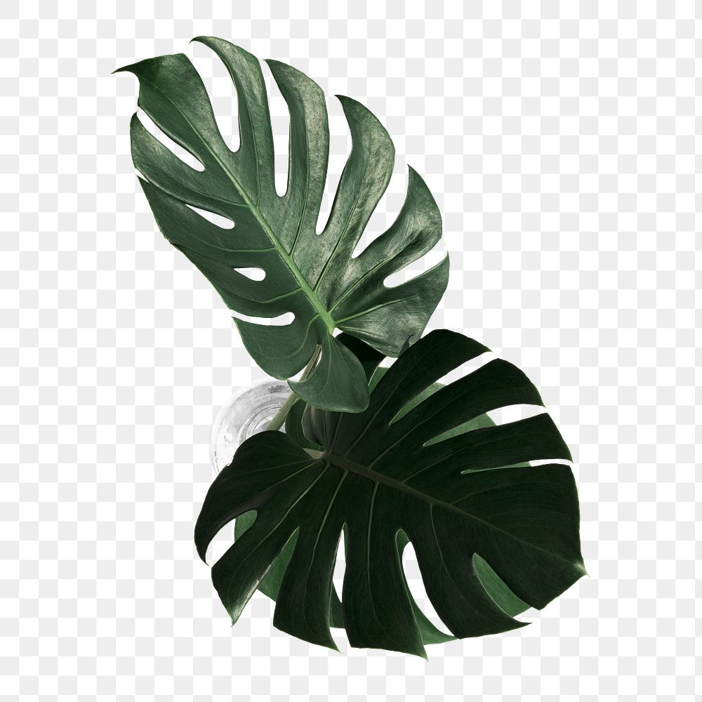 Split leaf philodendron, monstera plant | Premium PNG Sticker - rawpixel