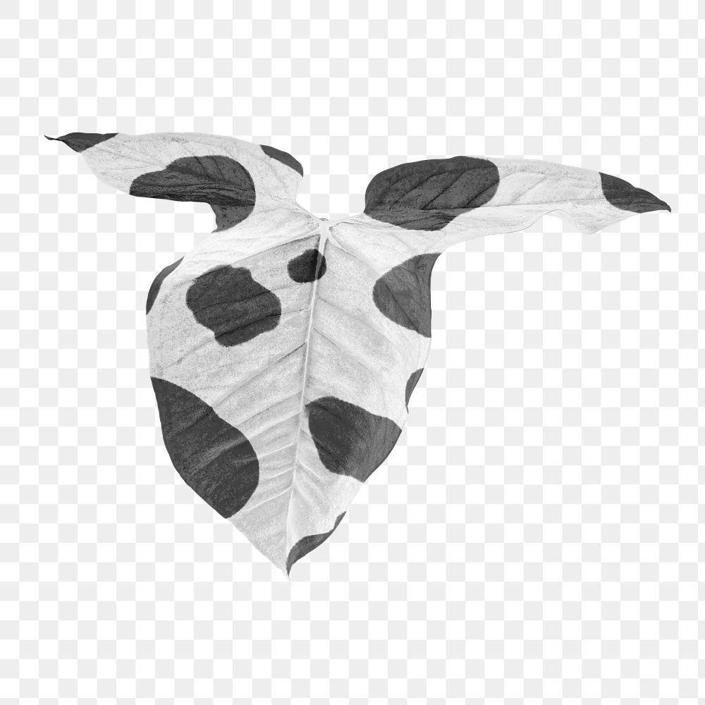 Tropical Alocasia leaf design element | Free PNG Sticker - rawpixel