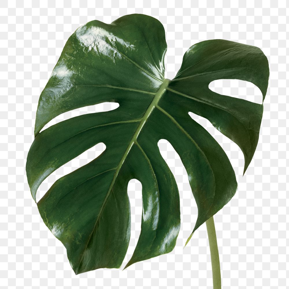 Split leaf philodendron, monstera plant | Premium PNG Sticker - rawpixel