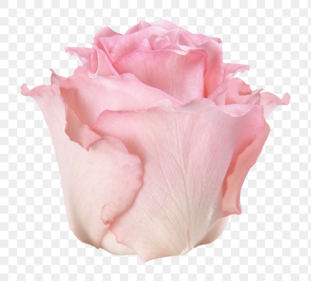 PNG pink rose, flower collage element, transparent background