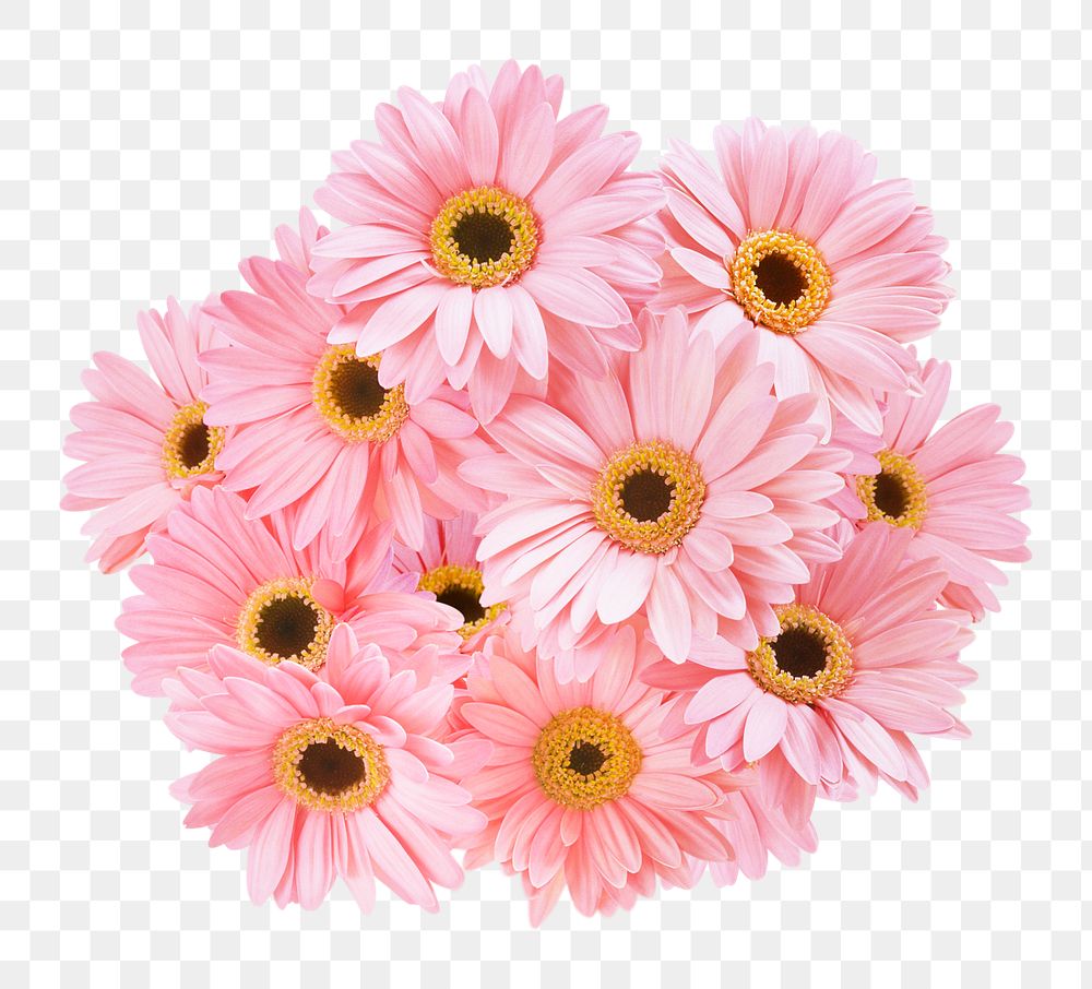 PNG pink gerbera daisy, flower sticker, transparent background
