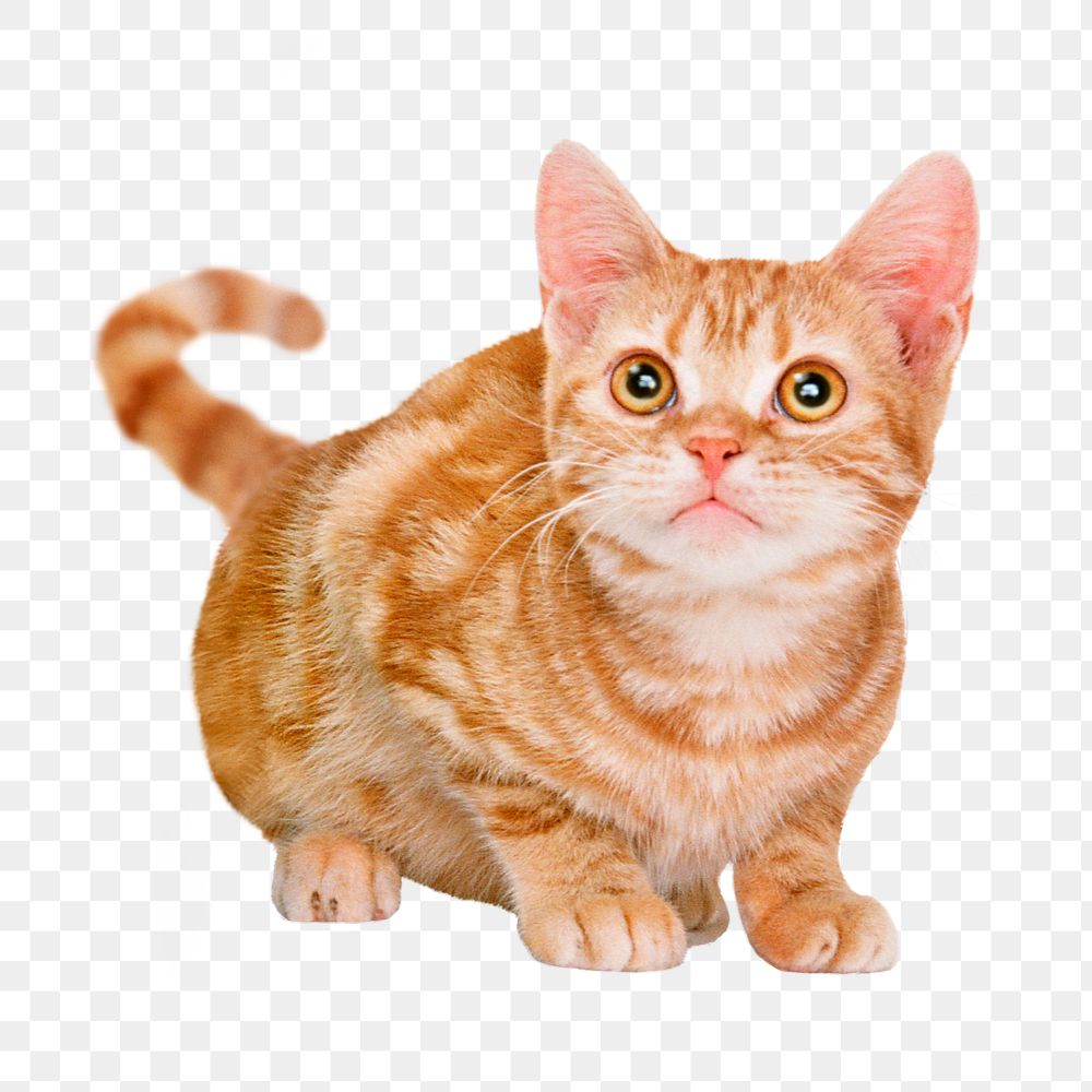 Ginger cat png sticker, pet image on transparent background