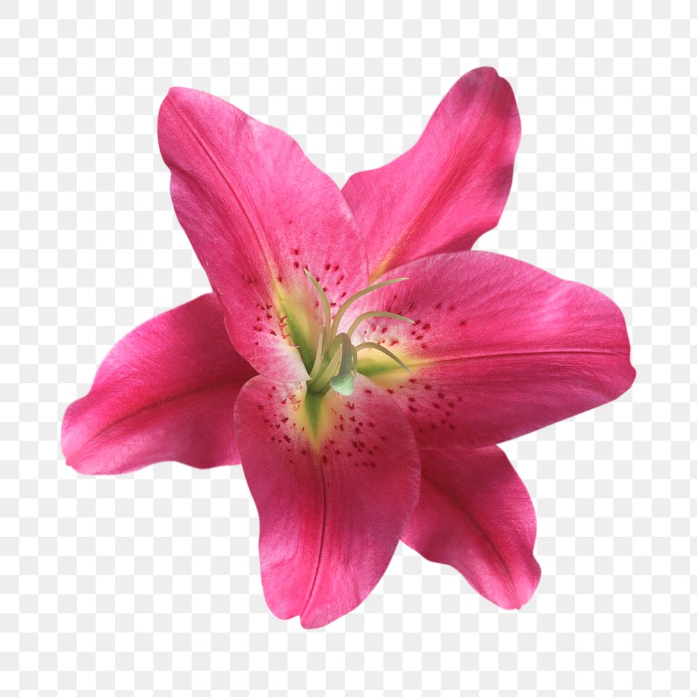 PNG pink oriental lily, flower clipart, transparent background