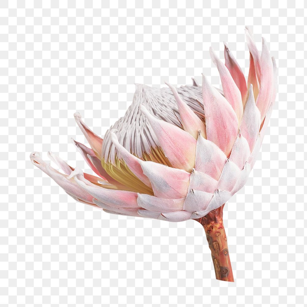 PNG protea, flower collage element, transparent background