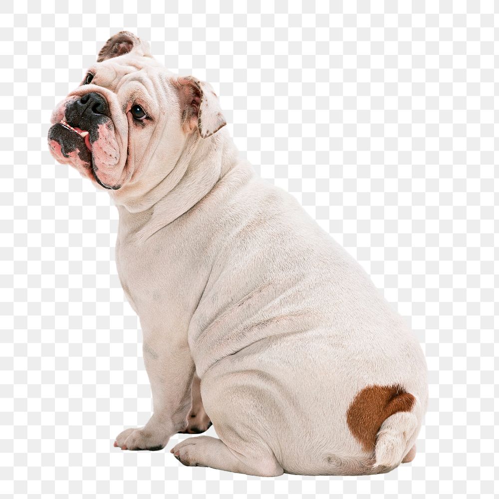 English bulldog png, dog sticker