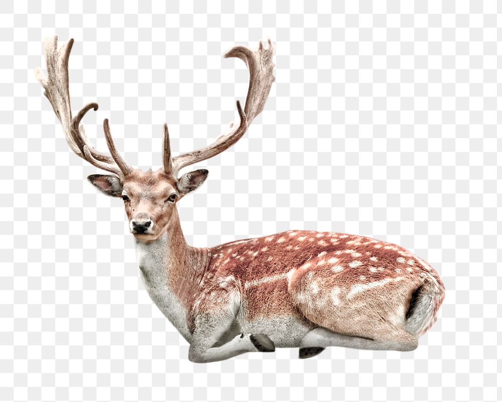 Deer png clipart, wildlife, transparent background