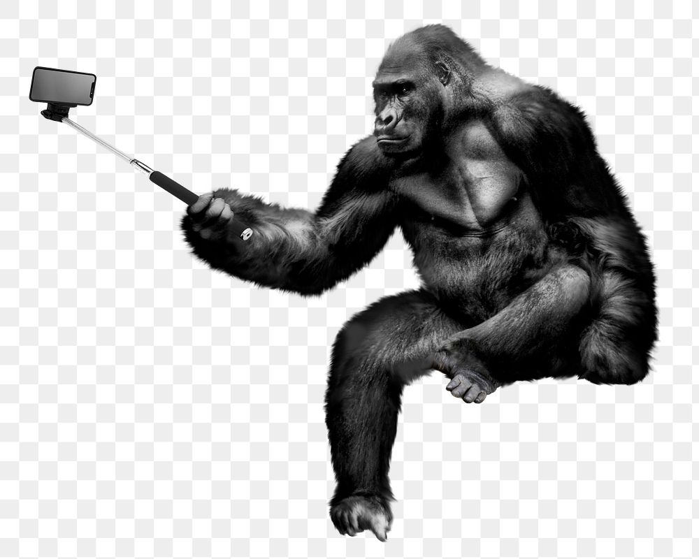 Gorilla png holding selfie stick clipart, zoo animal