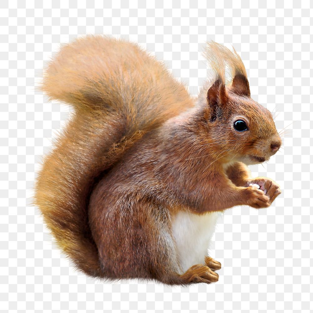 Squirrel png clipart, wildlife, transparent background