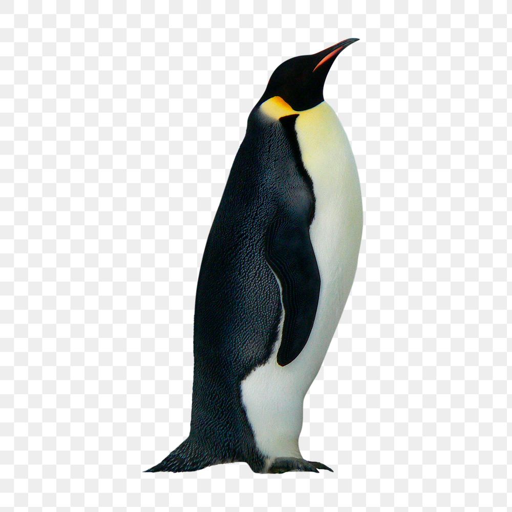 King penguin png, animal, transparent background