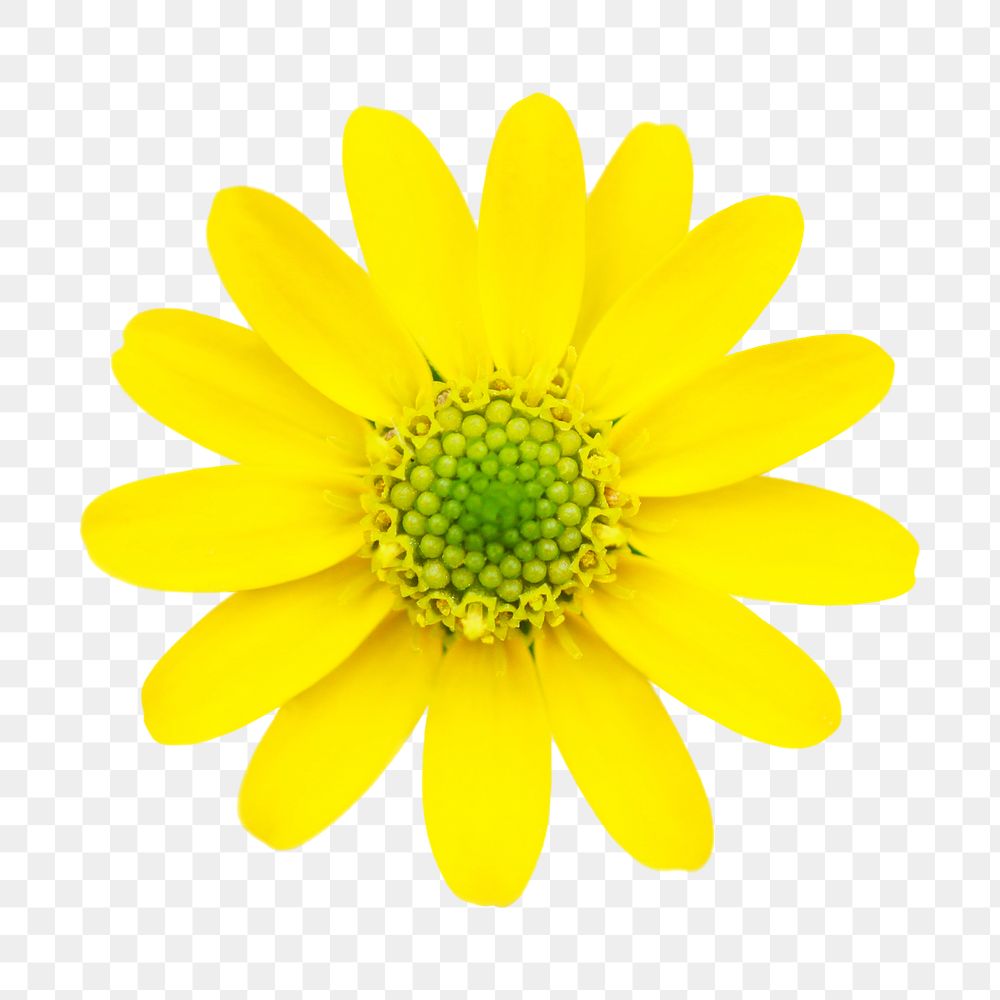 Yellow flower png, daisy clipart, transparent background