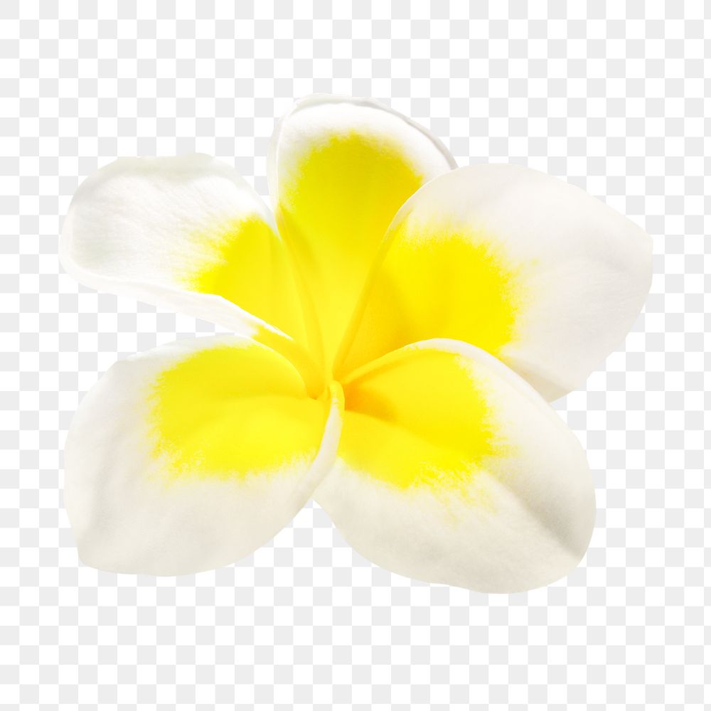 White flower png, frangipani sticker, transparent background
