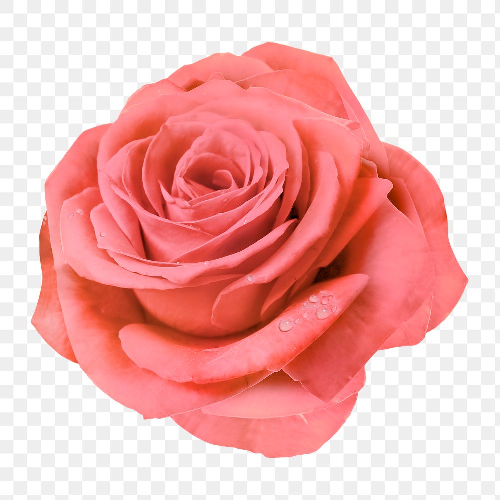 Pink rose png, wet flower clipart, transparent background