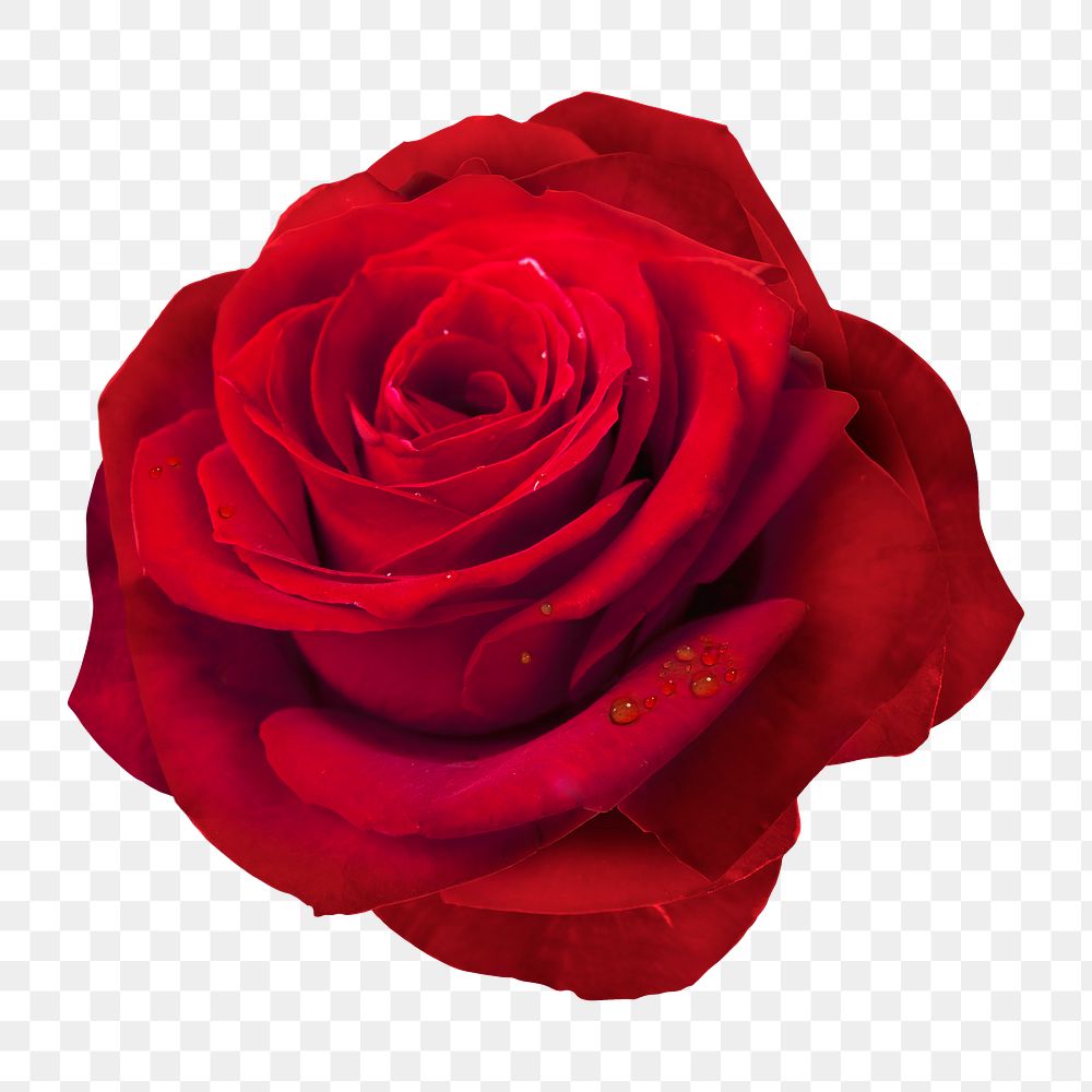Red rose png, flower collage element, transparent background
