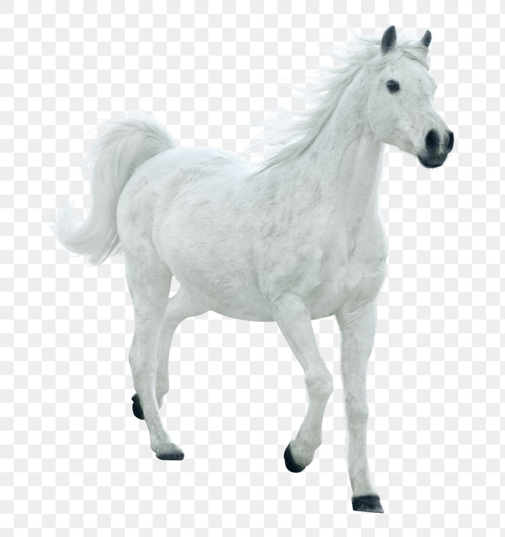 White horse png clipart, pet, transparent background