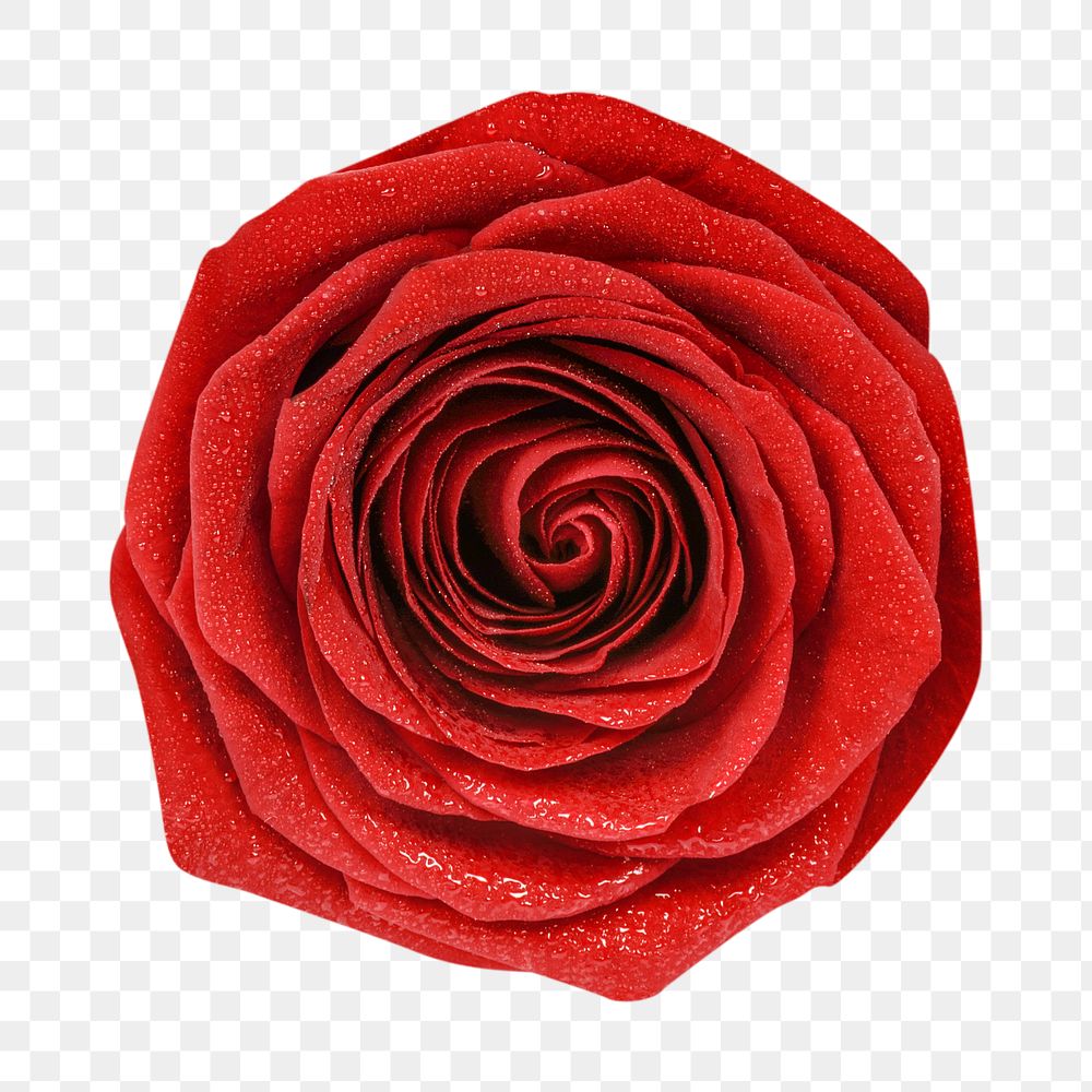 Rose png, valentine's flower clipart, transparent background