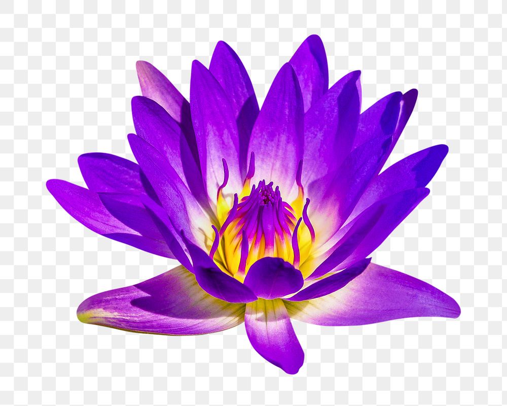 PNG purple water lily, flower clipart, transparent background