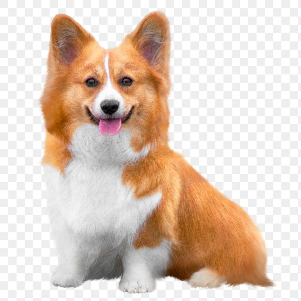 Welsh corgi png dog clipart, pet, transparent background