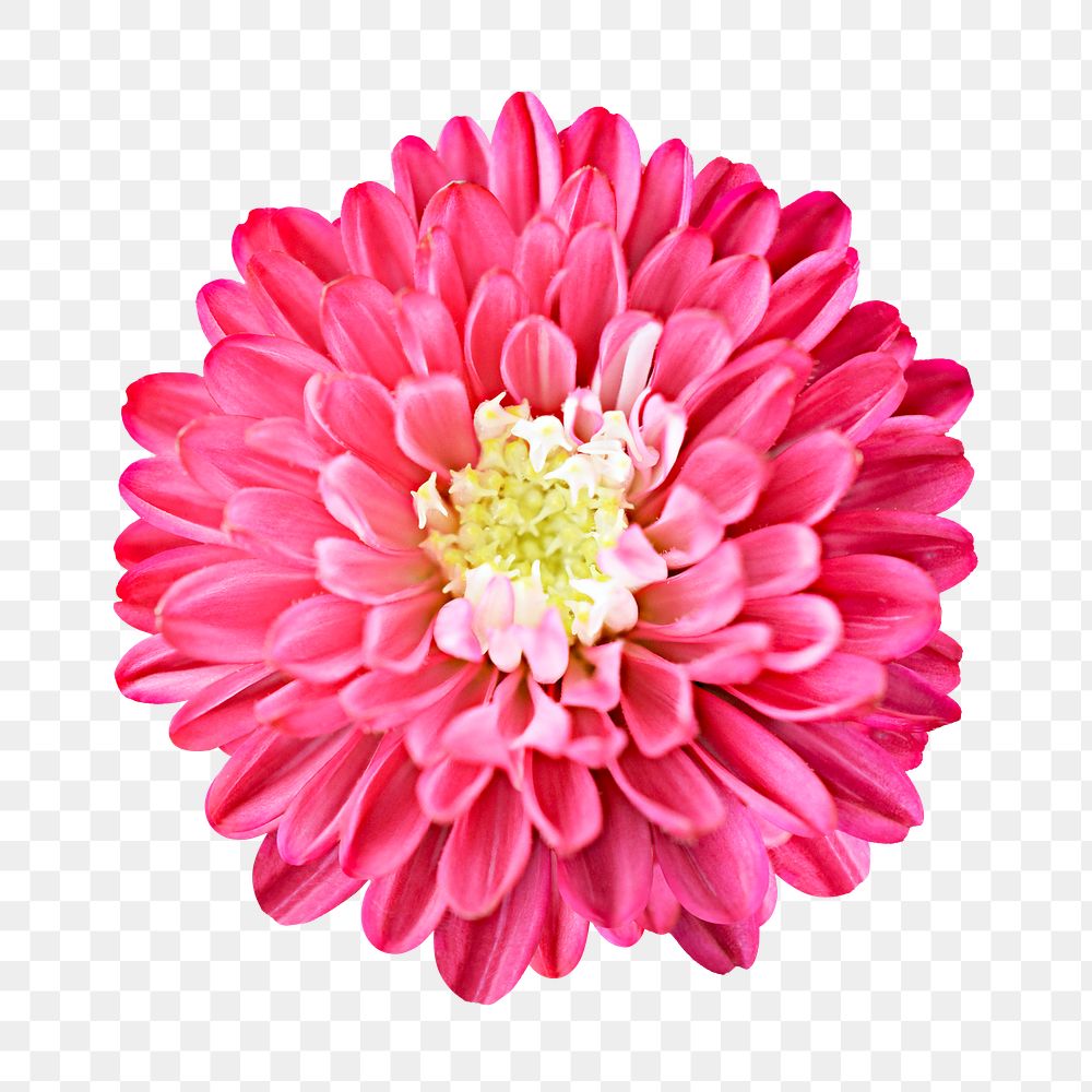 PNG pink dahlia, flower collage element, transparent background