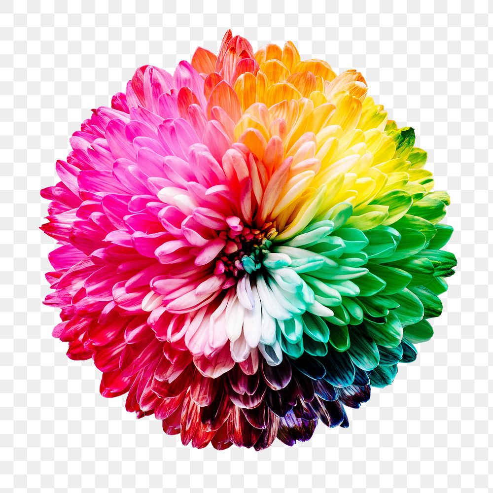 PNG colorful chrysanthemum flower sticker, transparent background