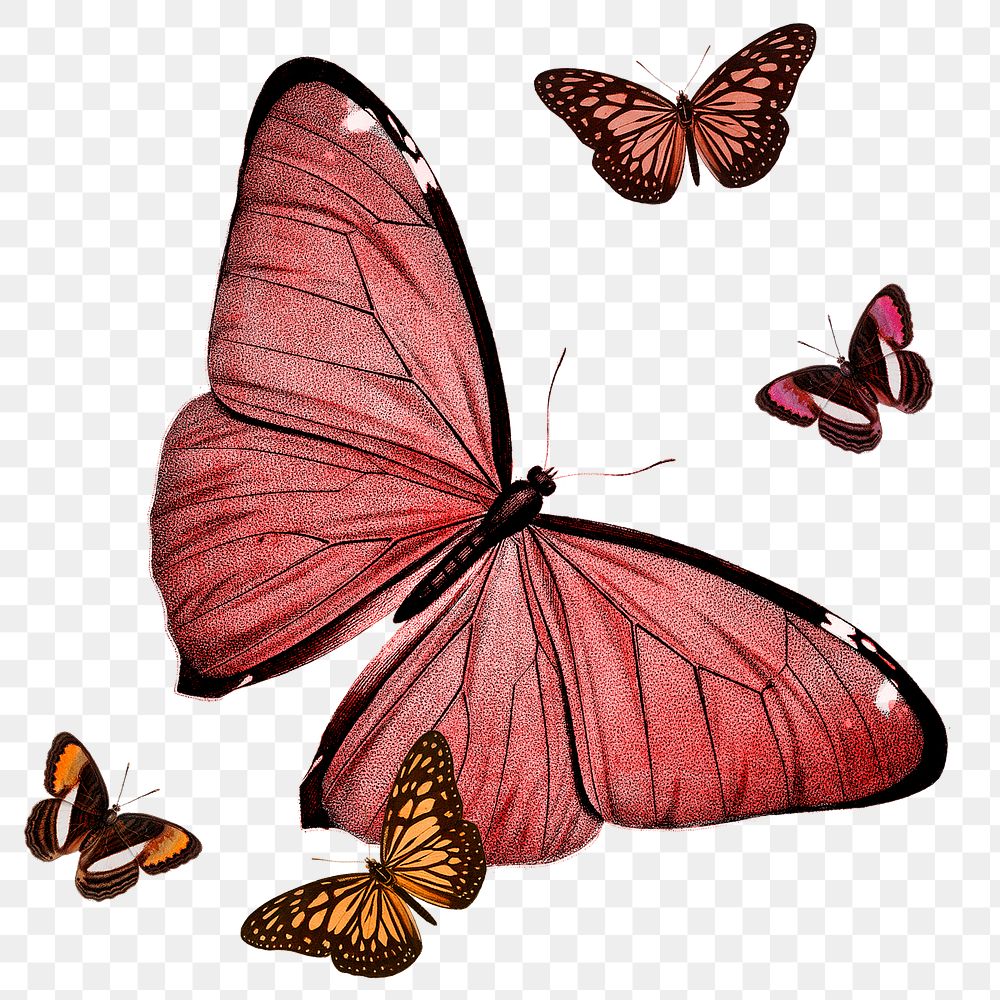 Png butterfly aesthetic sticker, watercolor illustration, remixed from vintage public domain images