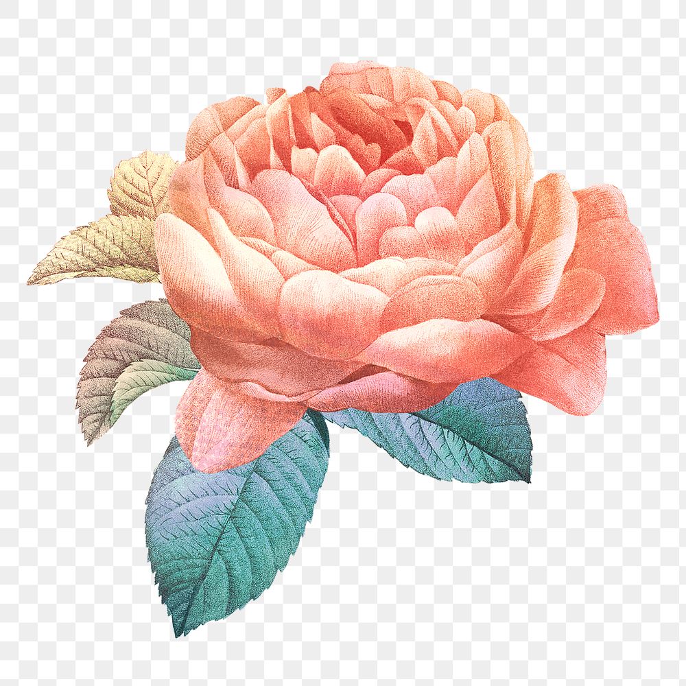 Png flower sticker illustration, remixed from vintage public domain images