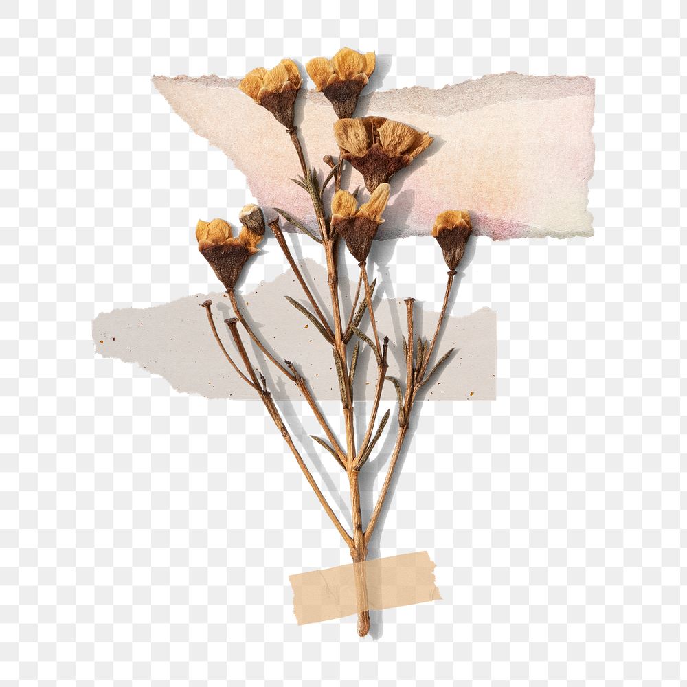 Dried flower png clipart, Autumn Premium PNG Sticker rawpixel