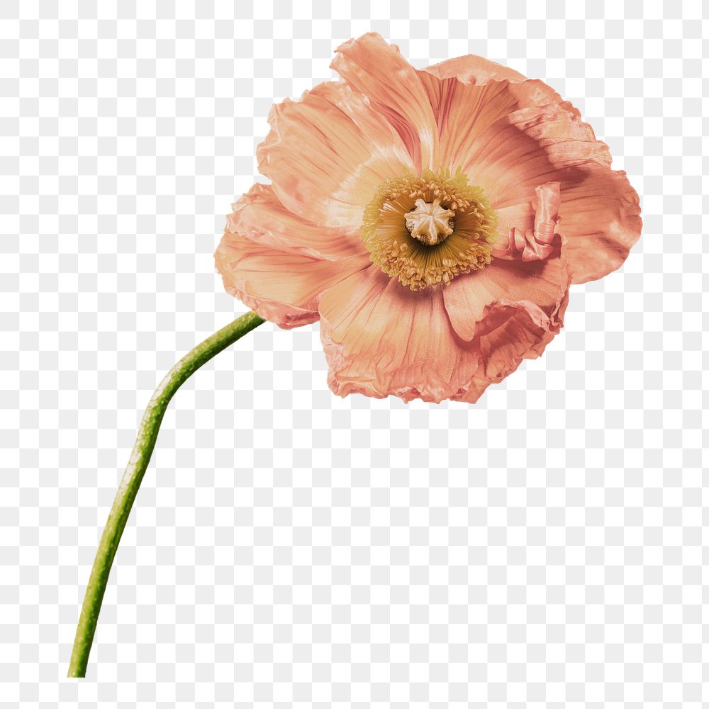 Poppy flower png sticker, transparent background