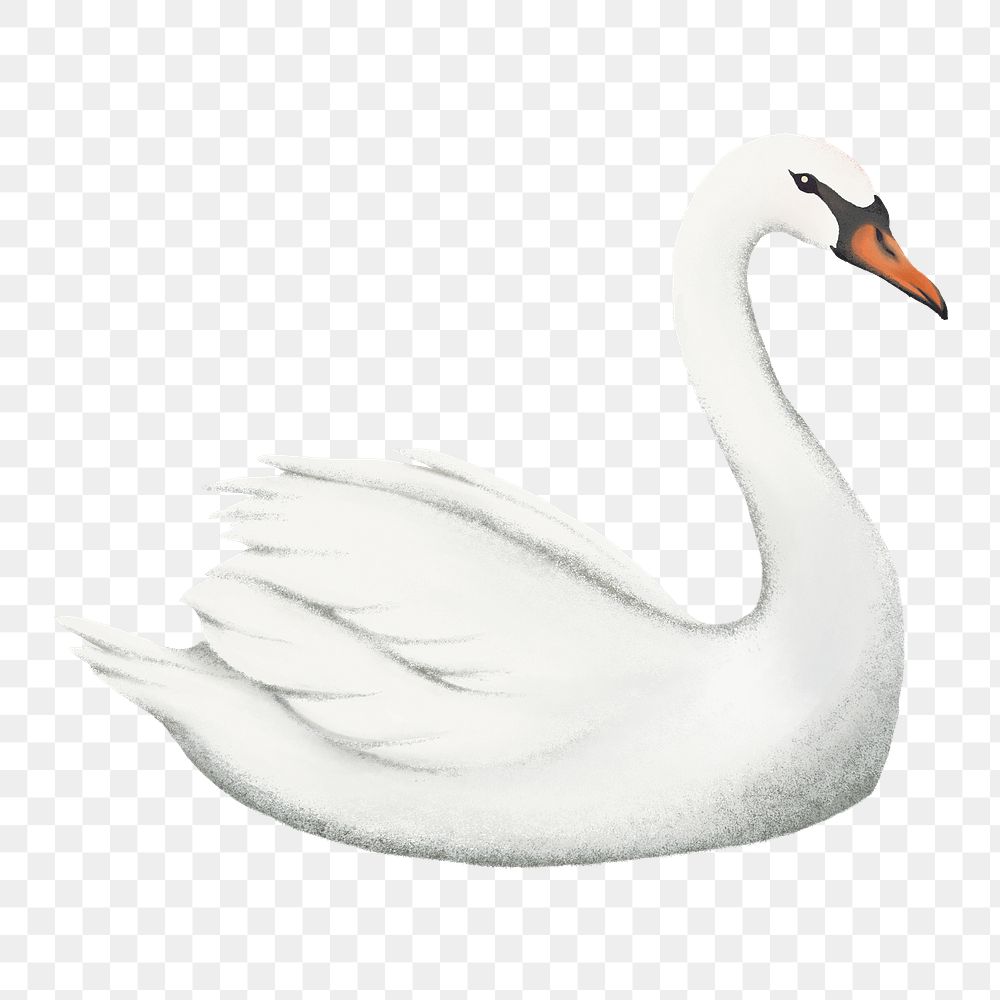 Mute swan png sticker, simple illustration, transparent background  