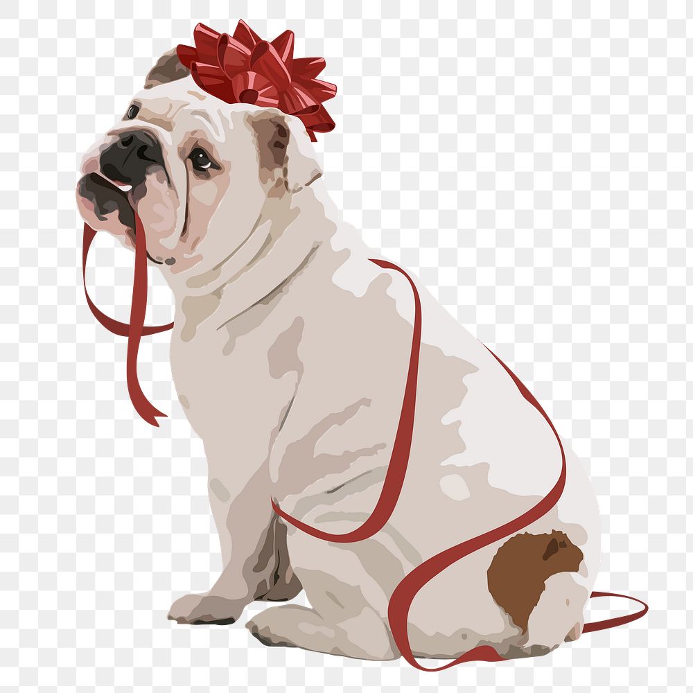 Christmas gift dog png sticker, English Bulldog on transparent background