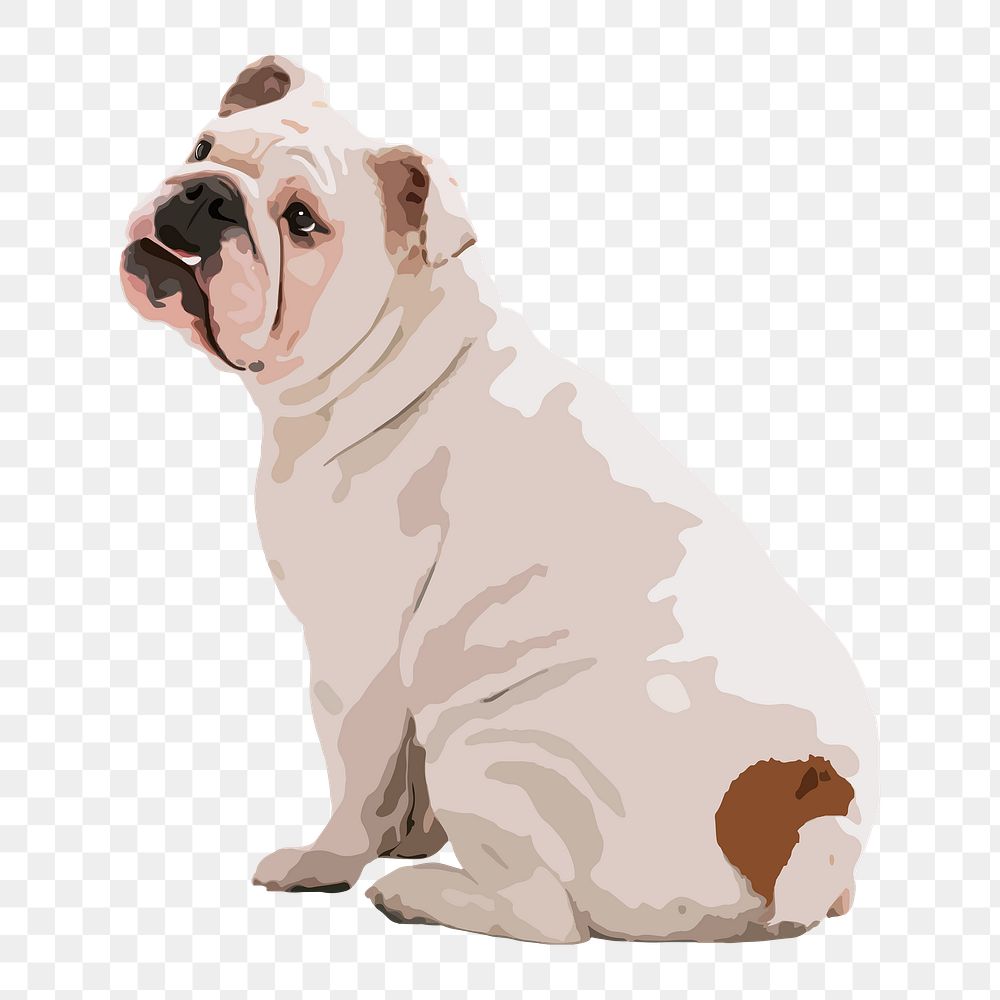 English Bulldog png sticker, transparent background