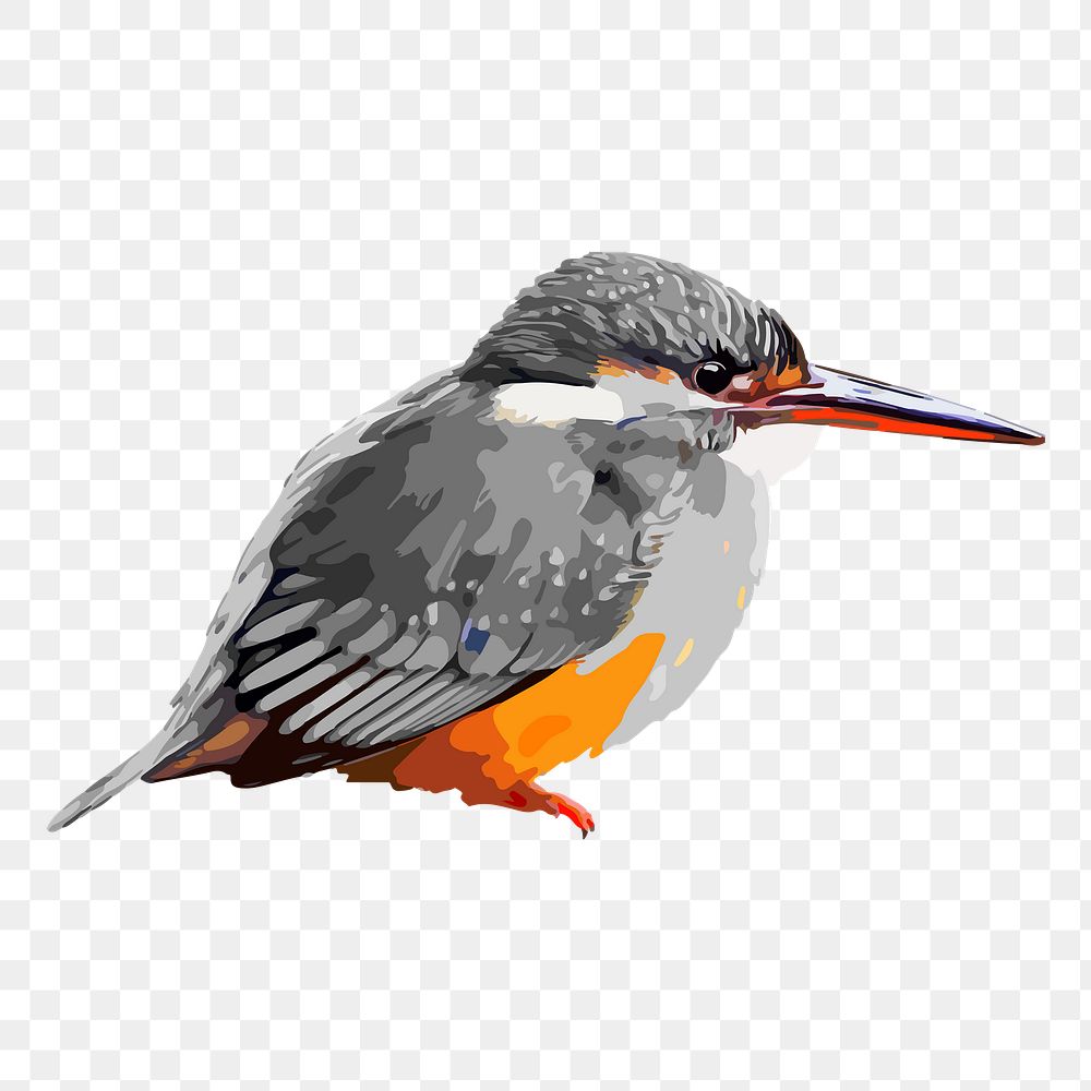 Kingfisher bird png sticker, transparent background