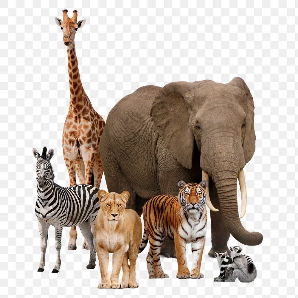 Safari animals png, wildlife, zoo campaign on transparent background