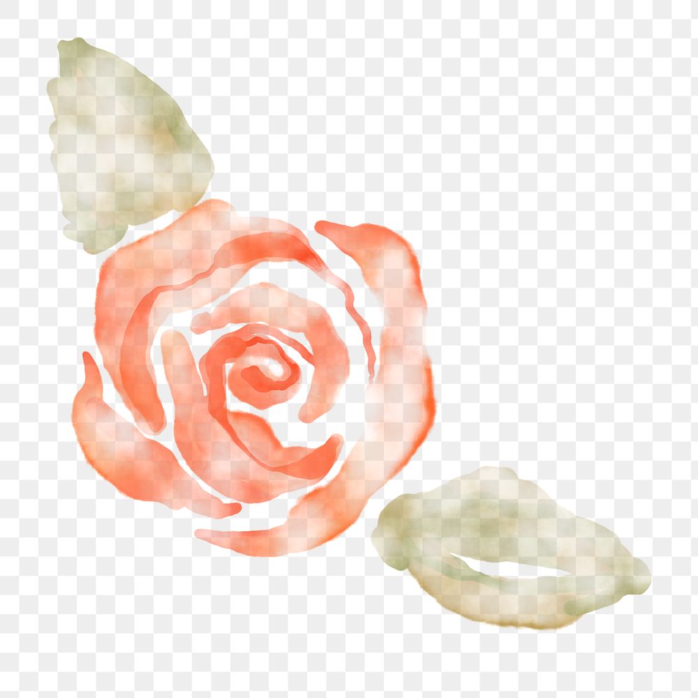 Rose clipart png, watercolor orange illustration on transparent background