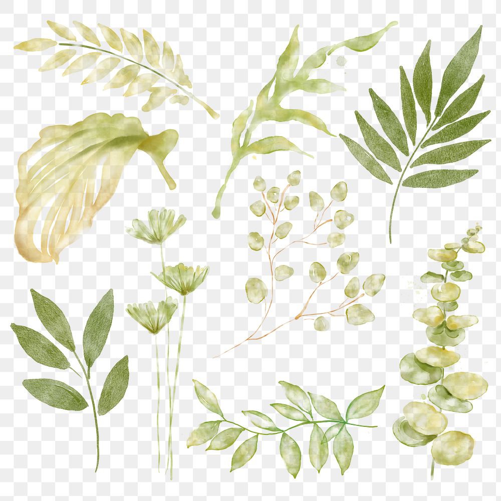 Green leaves png sticker, botanical illustration on transparent background set