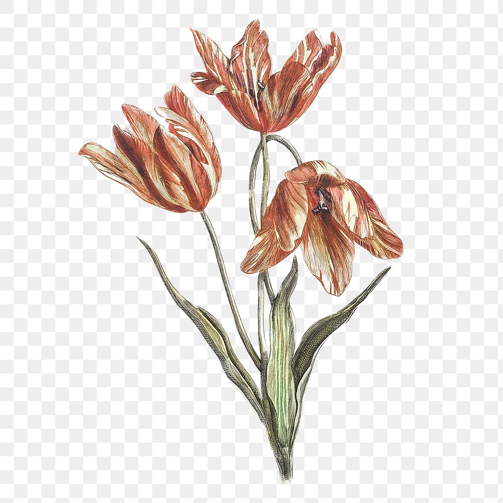 Tulip png, clip art sticker for scrapbook journal collage, transparent background