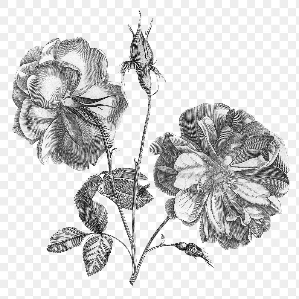 Camellia flower png, sketch clip art for scrapbook journal collage, transparent background